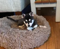 Mica, a female Alaskan Klee Kai for sale in Oakland, NE – 2 of 10