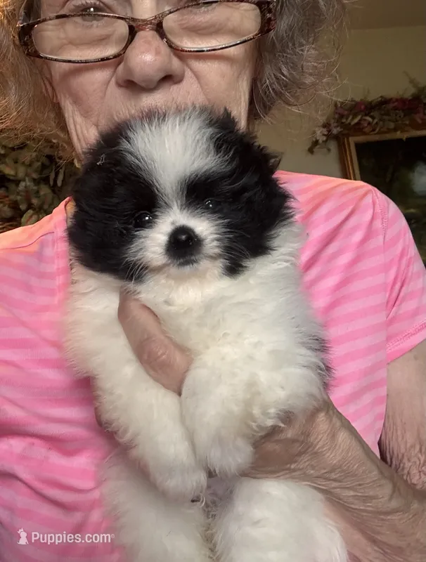 Patty/AKC – Pomeranian puppy for sale in Oakland, NE
