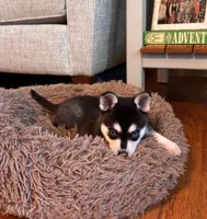 Mica, a female Alaskan Klee Kai for sale in Oakland, NE – 8 of 10