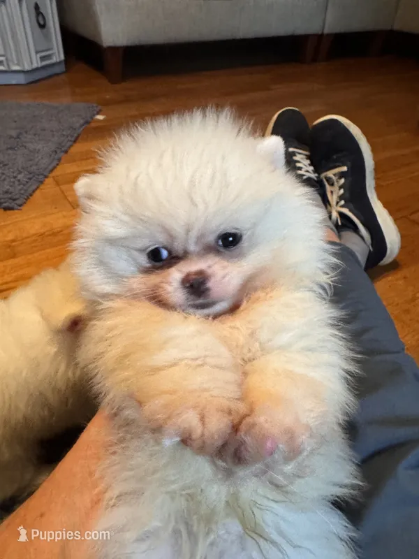 Pearl/AKC – Pomeranian puppy for sale in Oakland, NE