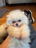 Pearl/AKC, a female Pomeranian for sale in Oakland, NE – 1 of 9