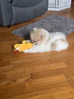 Gala AKC/pending, a female Pomeranian for sale in Oakland, NE – 2 of 7
