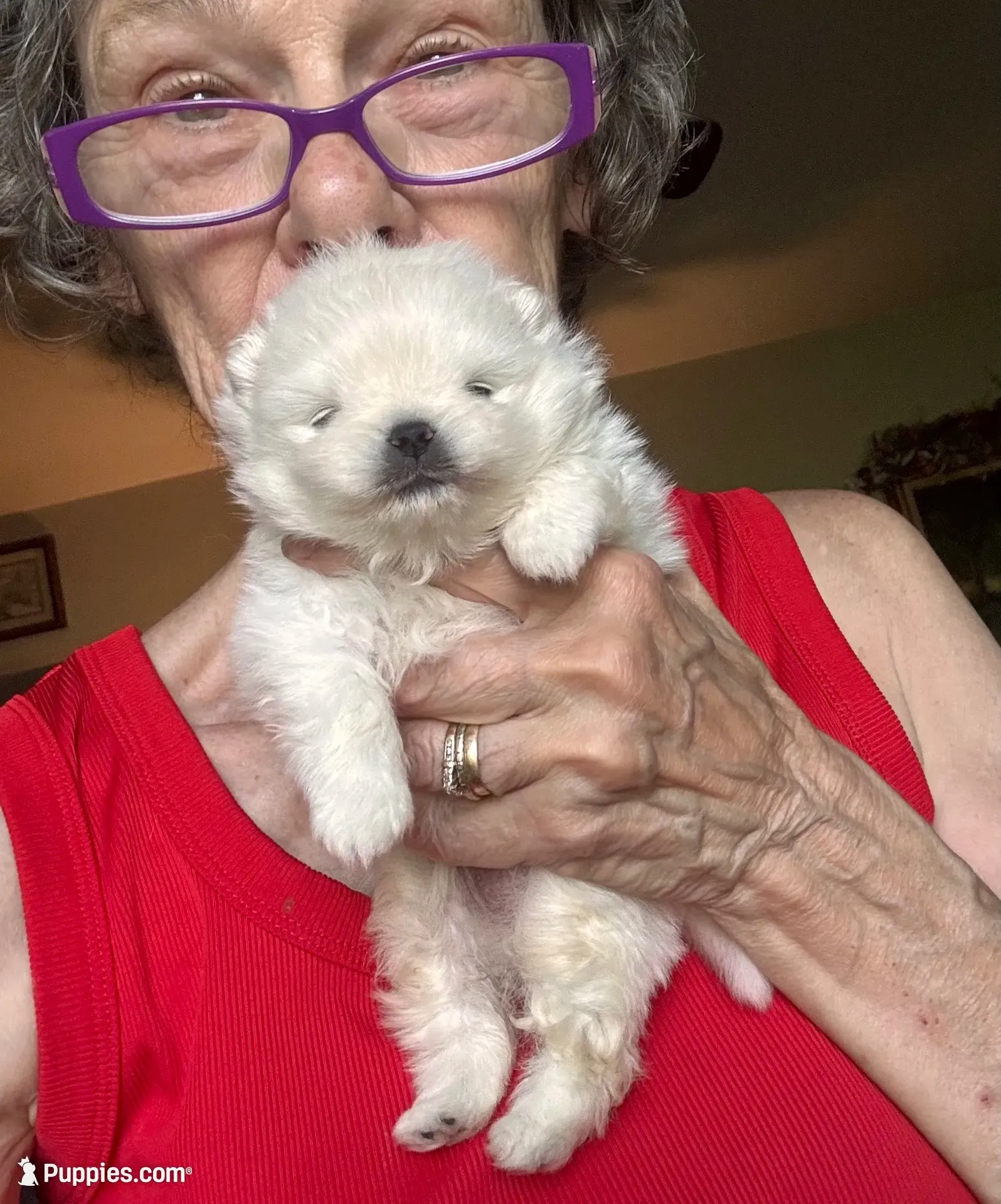 Frosty/AKC, a male Pomeranian for sale in Oakland, NE – 8 of 10