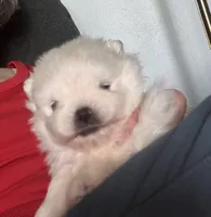 Frosty/AKC, a male Pomeranian for sale in Oakland, NE – 4 of 10