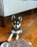 Mica, a female Alaskan Klee Kai for sale in Oakland, NE – 4 of 10