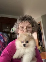 Gala AKC/pending, a female Pomeranian for sale in Oakland, NE – 6 of 7