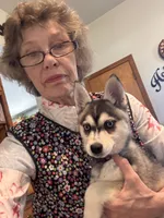 Nebula (Nebbie) , a female Alaskan Klee Kai for sale in Oakland, NE – 4 of 10