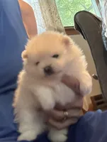 Kassy/AKC, a female Pomeranian for sale in Oakland, NE – 2 of 9
