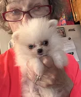 Timmy, a male Pomeranian for sale in Oakland, NE – 4 of 7