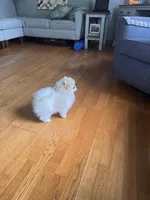 Gala AKC/pending, a female Pomeranian for sale in Oakland, NE – 5 of 7
