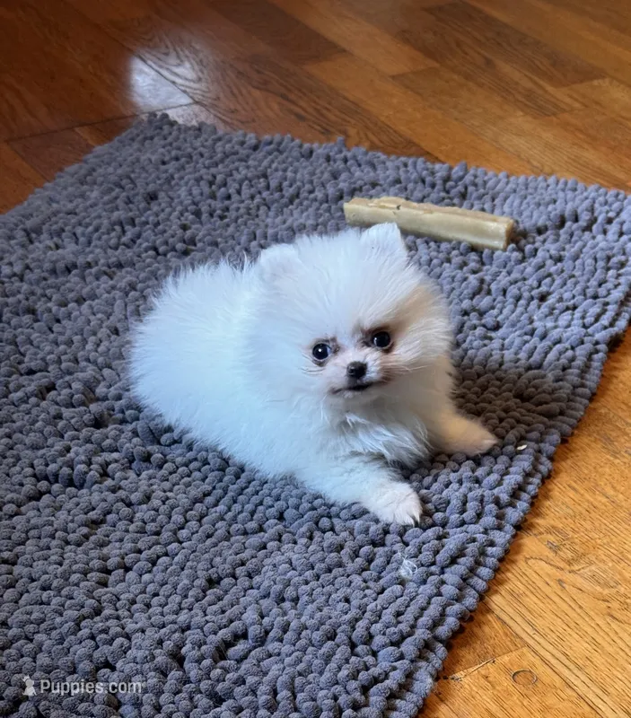 Timmy – Pomeranian puppy for sale in Oakland, NE