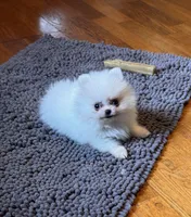 Timmy, a male Pomeranian for sale in Oakland, NE – 1 of 7