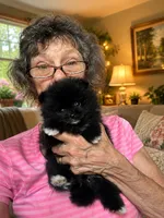 Brea/AKC/pending, a female Pomeranian for sale in Oakland, NE – 8 of 10
