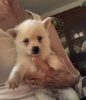 Krissy, a female Alaskan Klee Kai for sale in Oakland, NE – 4 of 10