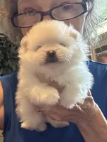 Kassy/AKC, a female Pomeranian for sale in Oakland, NE – 6 of 9