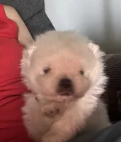 Frosty/AKC, a male Pomeranian for sale in Oakland, NE – 7 of 10