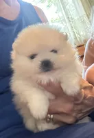 Kristy/AKC, a female Pomeranian for sale in Oakland, NE – 2 of 10