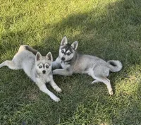 Nebula (Nebbie) , a female Alaskan Klee Kai for sale in Oakland, NE – 6 of 10