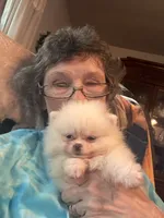 Pima, a male Pomeranian for sale in Oakland, NE – 5 of 7