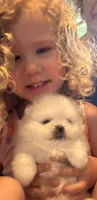 Kristy/AKC, a female Pomeranian for sale in Oakland, NE – 7 of 10