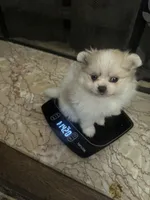 Gala AKC, a female Pomeranian for sale in Oakland, NE – Photo 3 of 3