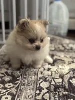 Gala AKC, a female Pomeranian for sale in Oakland, NE – Photo 2 of 3