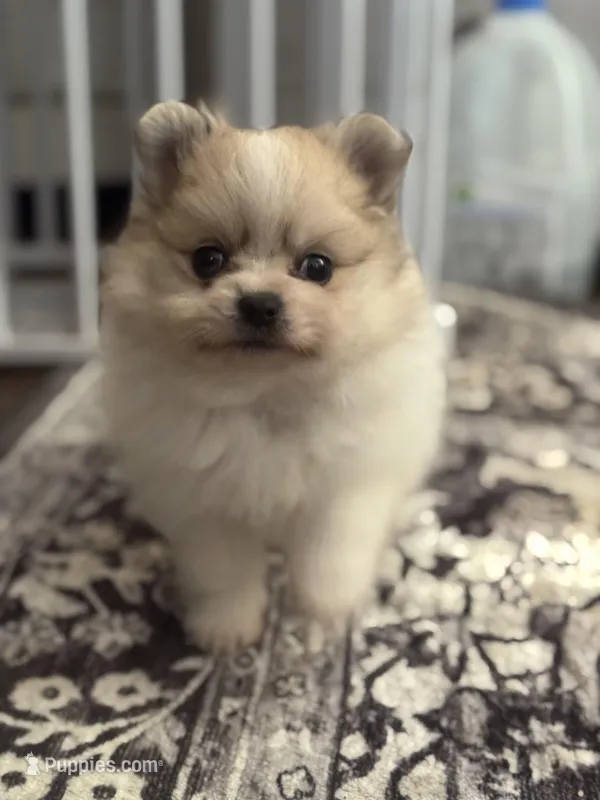 Gala AKC – Pomeranian puppy for sale in Oakland, NE