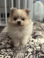 Gala AKC, a female Pomeranian for sale in Oakland, NE – Photo 1 of 3