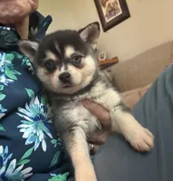 Micah, a male Alaskan Klee Kai for sale in Oakland, NE – 5 of 10