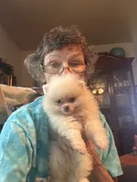 Pearl/AKC, a female Pomeranian for sale in Oakland, NE – 6 of 9