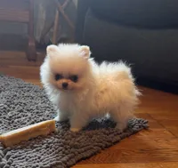 Timmy, a male Pomeranian for sale in Oakland, NE – 2 of 7