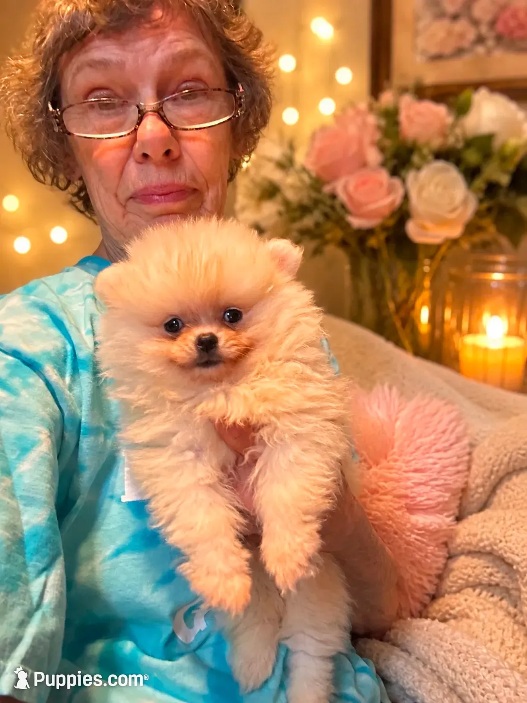 Pearl/AKC, a female Pomeranian for sale in Oakland, NE – 8 of 9