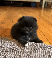 Brea/AKC/pending, a female Pomeranian for sale in Oakland, NE – 4 of 10