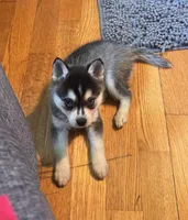Micah, a male Alaskan Klee Kai for sale in Oakland, NE – 6 of 10
