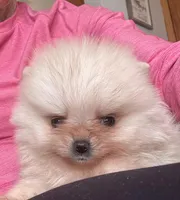 Cindy AKC/pending, a female Pomeranian for sale in Oakland, NE – Photo 4 of 8