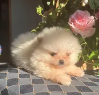 Cindy AKC/pending, a female Pomeranian for sale in Oakland, NE – Photo 2 of 8