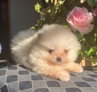 Cindy AKC/pending, a female Pomeranian for sale in Oakland, NE – Photo 5 of 8