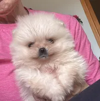 Cindy AKC/pending, a female Pomeranian for sale in Oakland, NE – Photo 3 of 8