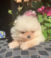 Cindy AKC/pending, a female Pomeranian for sale in Oakland, NE – Photo 8 of 8