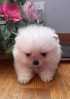 Cindy AKC/pending, a female Pomeranian for sale in Oakland, NE – Photo 7 of 8