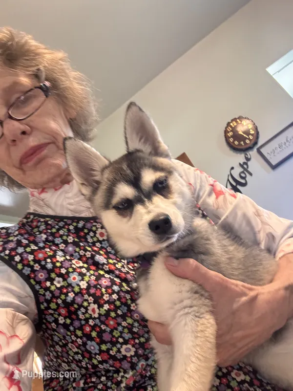 Nebula (Nebbie)  – Alaskan Klee Kai puppy for sale in Oakland, NE