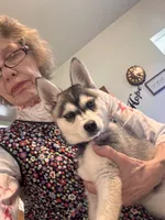 Nebula (Nebbie) , a female Alaskan Klee Kai for sale in Oakland, NE – 1 of 10