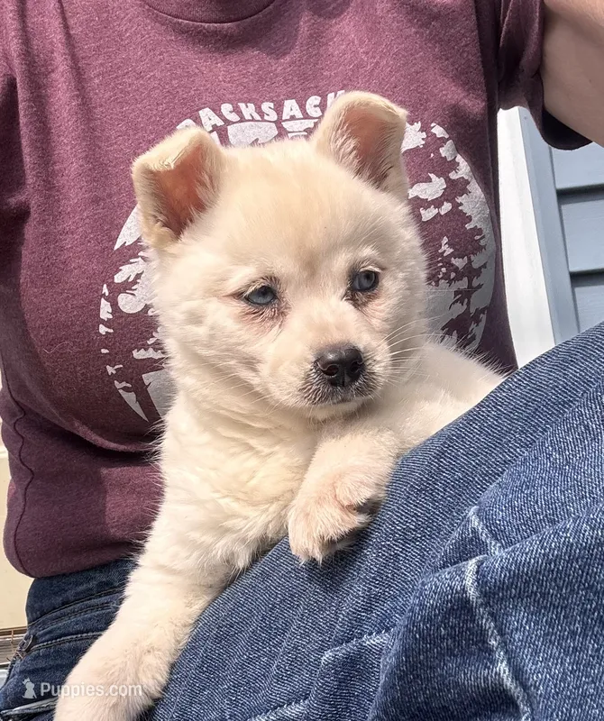 Kassey/emotional support – Alaskan Klee Kai puppy for sale in Oakland, NE