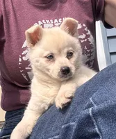 Kassey/emotional support, a female Alaskan Klee Kai for sale in Oakland, NE – 1 of 10