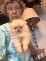 Pearl/AKC, a female Pomeranian for sale in Oakland, NE – 7 of 9