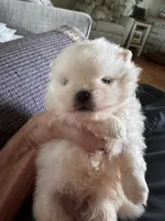 Frosty/AKC, a male Pomeranian for sale in Oakland, NE – 3 of 10