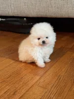 Frosty/AKC/mini, a male Pomeranian for sale in Oakland, NE – 2 of 10