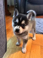 Micah, a male Alaskan Klee Kai for sale in Oakland, NE – 4 of 10
