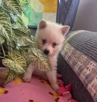 Krissy, a female Alaskan Klee Kai for sale in Oakland, NE – 7 of 10