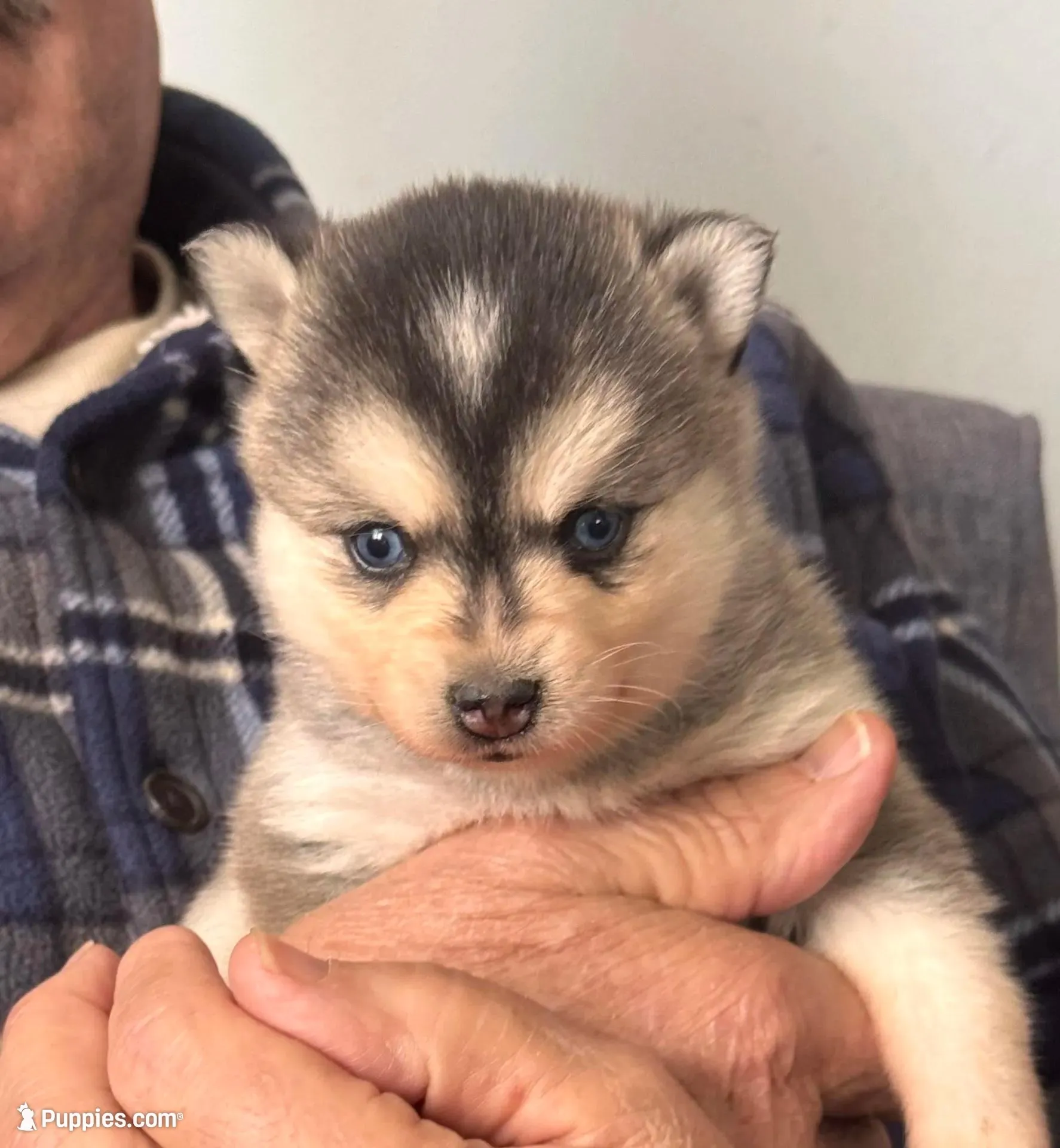 Kenny – Alaskan Klee Kai puppy for sale in Oakland, NE